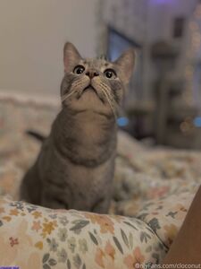 cloconut exclusive onlyfans leaked nudes