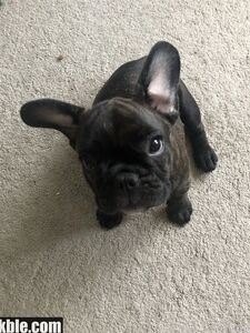 emily rinaudo new hot onlyfans leaked nudes